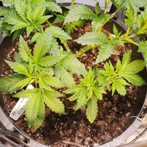 Blue Cheese growlog timeline photo
