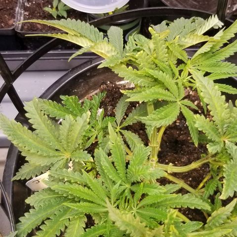 Jr Mints x MAC1 growlog timeline photo