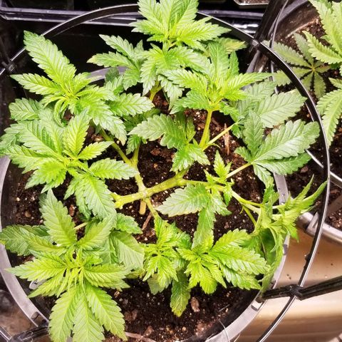 Blue Cheese growlog timeline photo