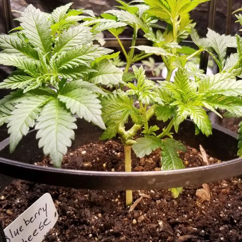 Blue Cheese growlog timeline photo