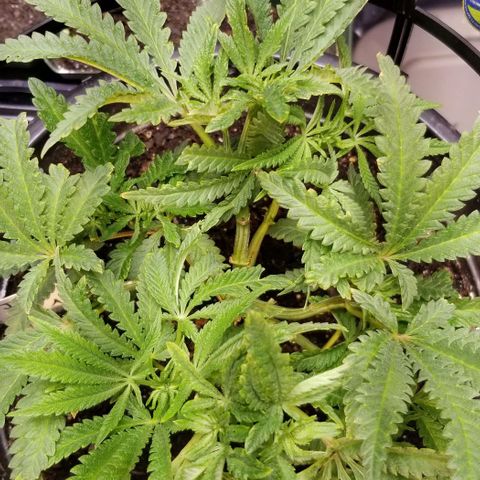 Jr Mints x MAC1 growlog timeline photo