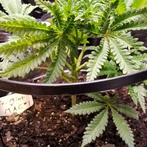 Jr Mints x MAC1 growlog timeline photo