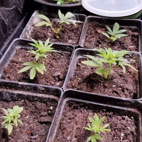 Jr Mints x MAC1 growlog timeline photo
