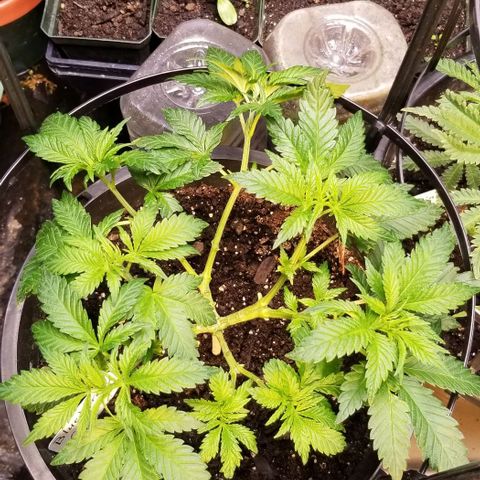 Blue Cheese growlog timeline photo