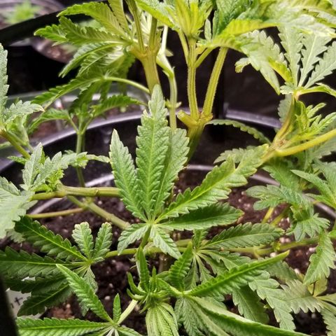 Jr Mints x MAC1 growlog photo: Removed top fan leaves