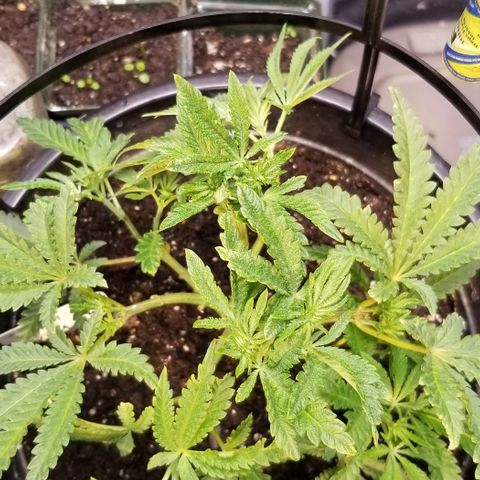 Jr Mints x MAC1 growlog photo: Removed top fan leaves