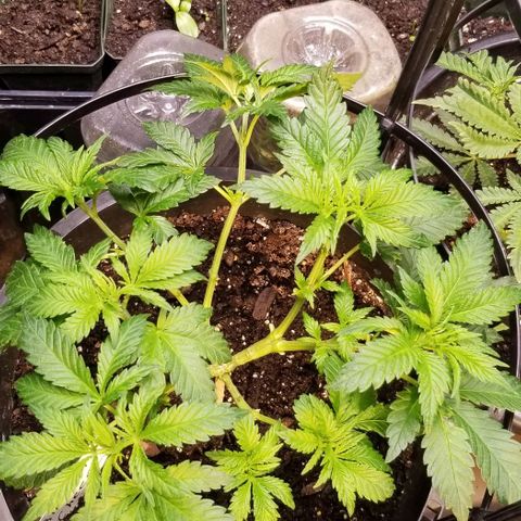 Blue Cheese growlog timeline photo