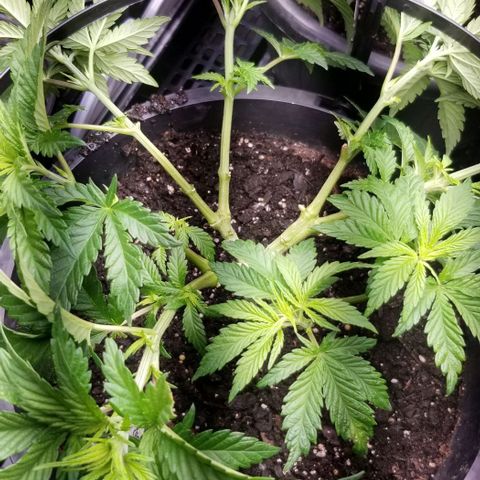 Blue Cheese growlog timeline photo