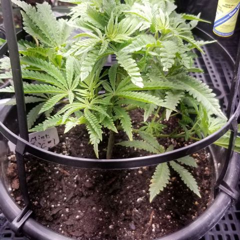 Jr Mints x MAC1 growlog timeline photo
