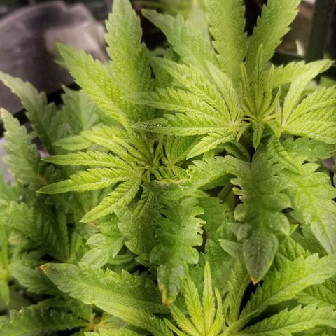 Jr Mints x MAC1 growlog timeline photo