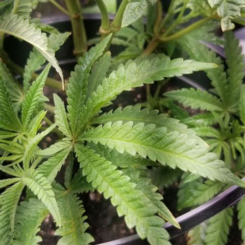 Jr Mints x MAC1 growlog timeline photo