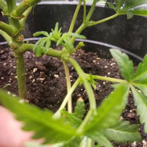 Jr Mints x MAC1 growlog timeline photo
