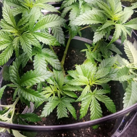 Blue Cheese growlog timeline photo