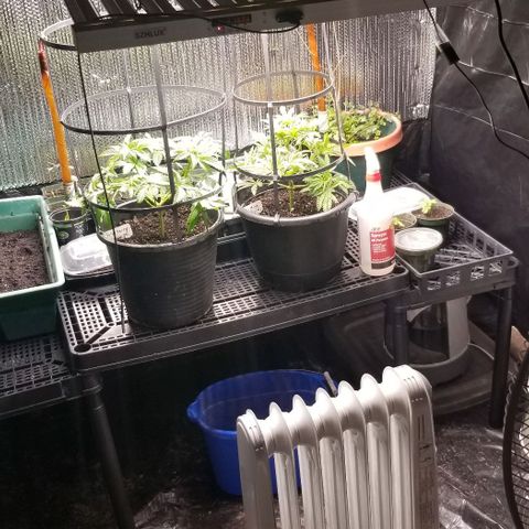 Jr Mints x MAC1 growlog timeline photo