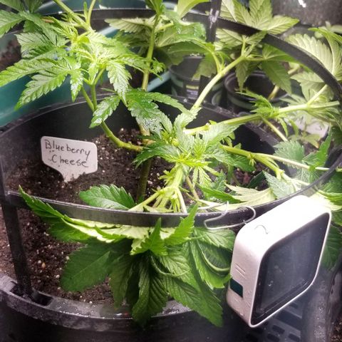 Blue Cheese growlog timeline photo