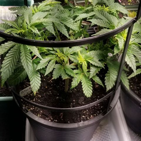 Blue Cheese growlog photo: Tips dampened off. Less fan 