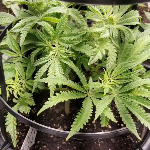 Jr Mints x MAC1 growlog timeline photo