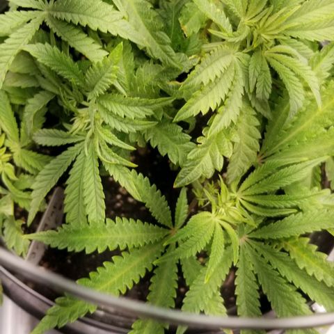 Jr Mints x MAC1 growlog timeline photo