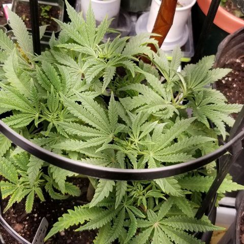 Jr Mints x MAC1 growlog timeline photo