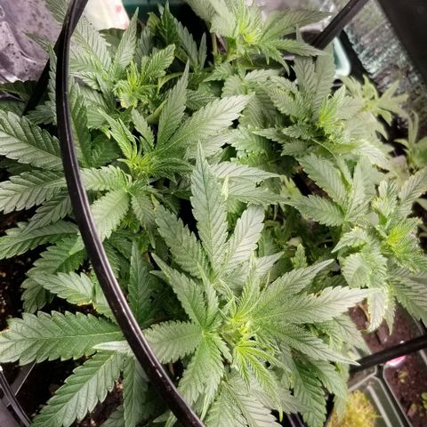 Blue Cheese growlog timeline photo