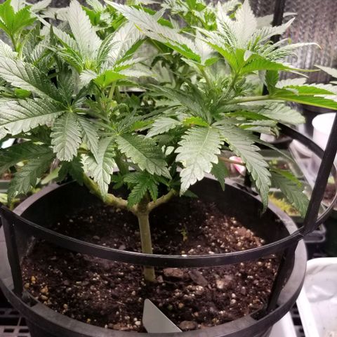 Blue Cheese growlog timeline photo
