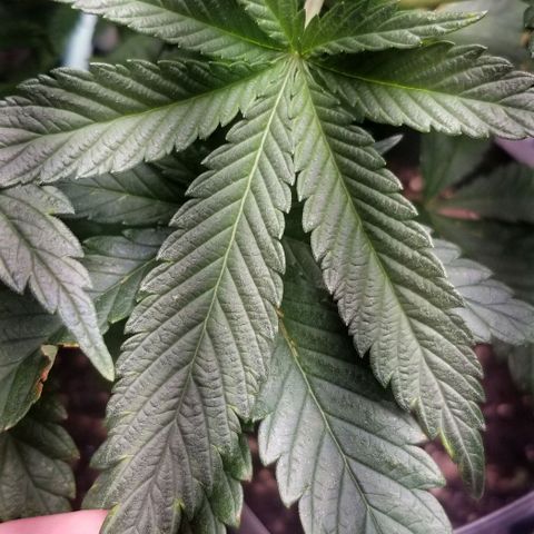 Blue Cheese growlog timeline photo