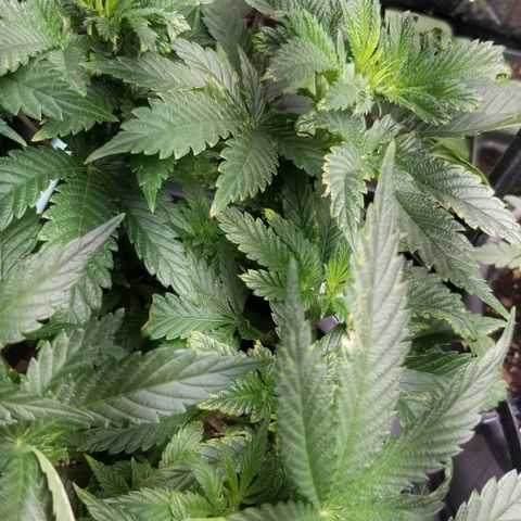 Blue Cheese growlog timeline photo