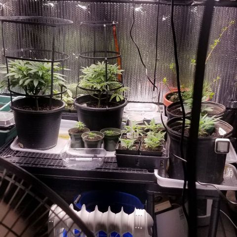 Jr Mints x MAC1 growlog timeline photo
