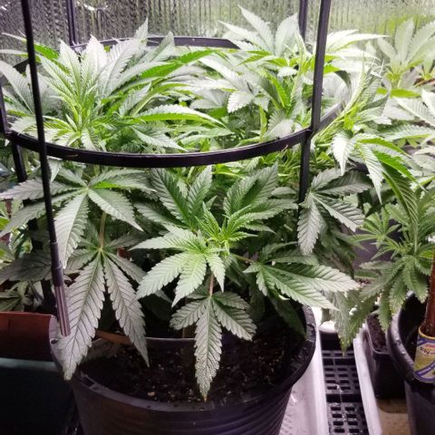 Blue Cheese growlog timeline photo
