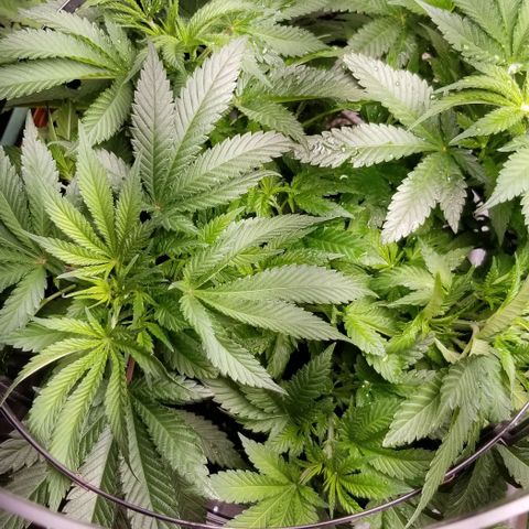 Blue Cheese growlog timeline photo