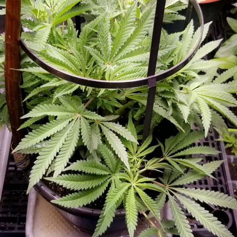Jr Mints x MAC1 growlog timeline photo