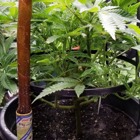 Jr Mints x MAC1 growlog timeline photo