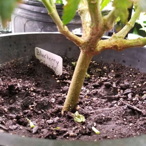Blue Cheese growlog timeline photo
