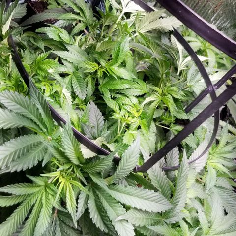 Blue Cheese growlog timeline photo