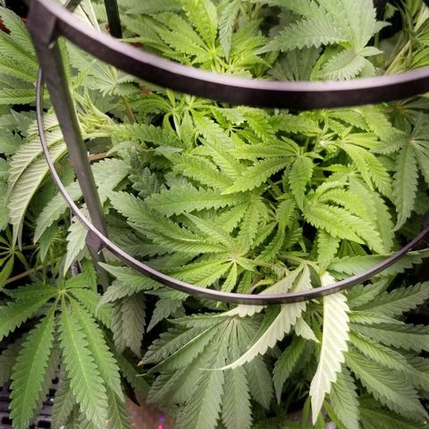Jr Mints x MAC1 growlog timeline photo