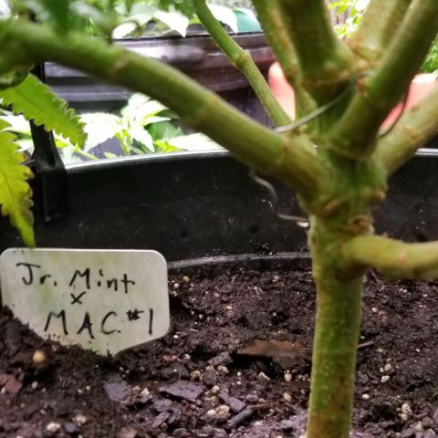 Jr Mints x MAC1 growlog timeline photo