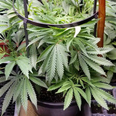 Jr Mints x MAC1 growlog timeline photo