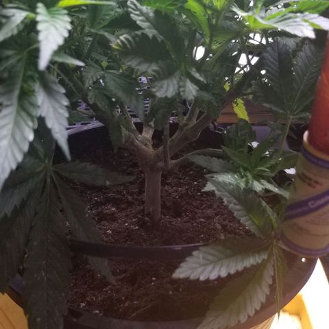 Blue Cheese growlog timeline photo
