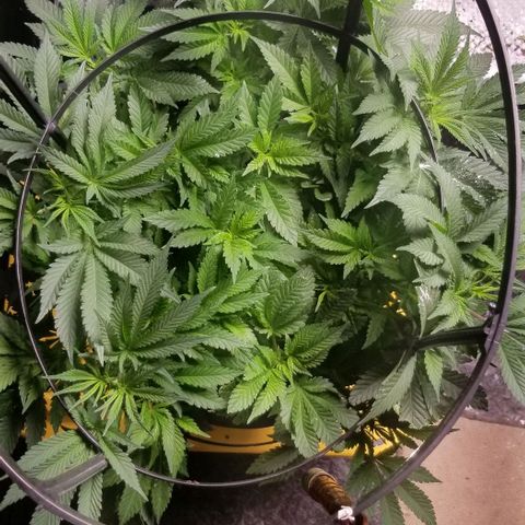 Blue Cheese growlog timeline photo