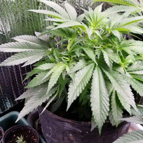 Blue Cheese growlog timeline photo