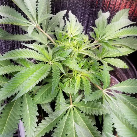 Jr Mints x MAC1 growlog timeline photo