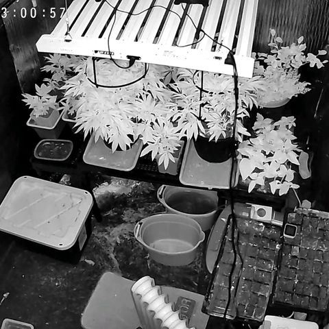 Jr Mints x MAC1 growlog timeline photo
