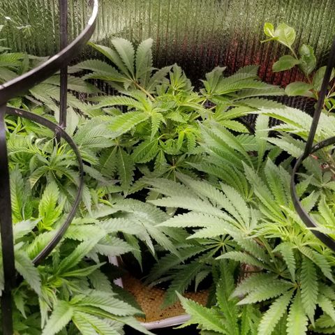 Jr Mints x MAC1 growlog timeline photo