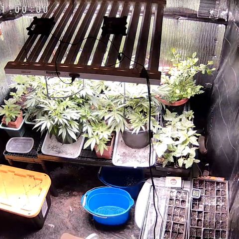 Jr Mints x MAC1 growlog timeline photo