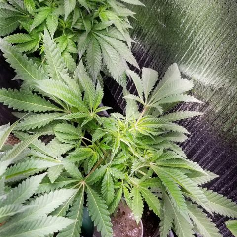 Jr Mints x MAC1 growlog timeline photo