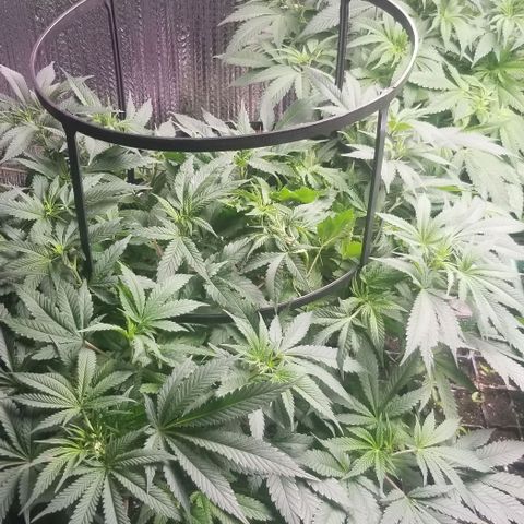 Blue Cheese growlog timeline photo