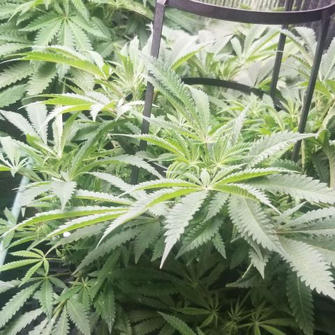 Jr Mints x MAC1 growlog timeline photo