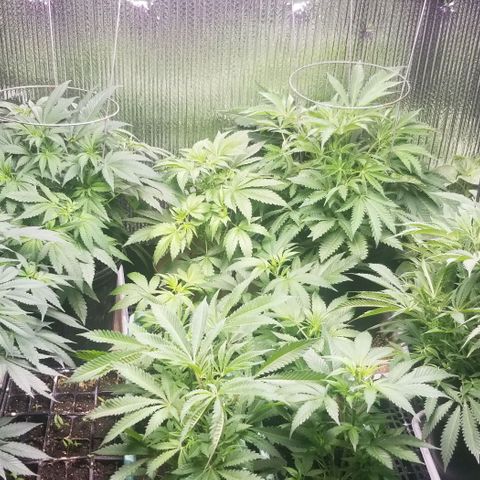 Jr Mints x MAC1 growlog timeline photo