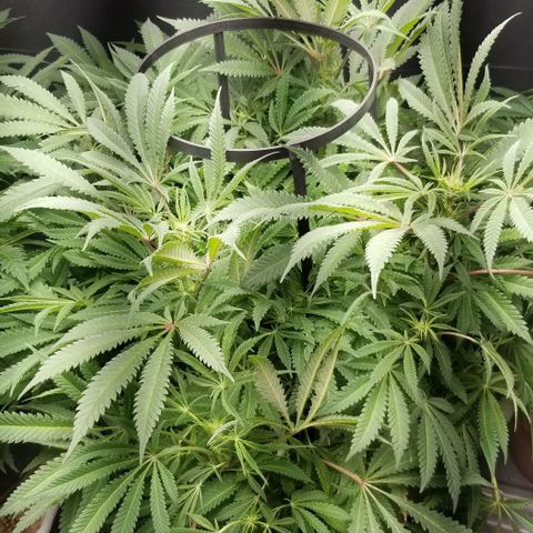 Jr Mints x MAC1 growlog timeline photo