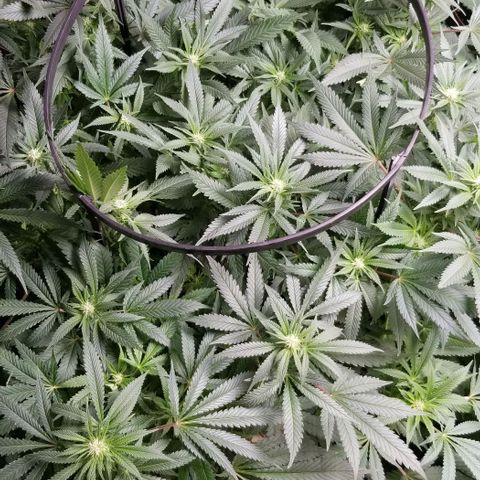 Blue Cheese growlog timeline photo